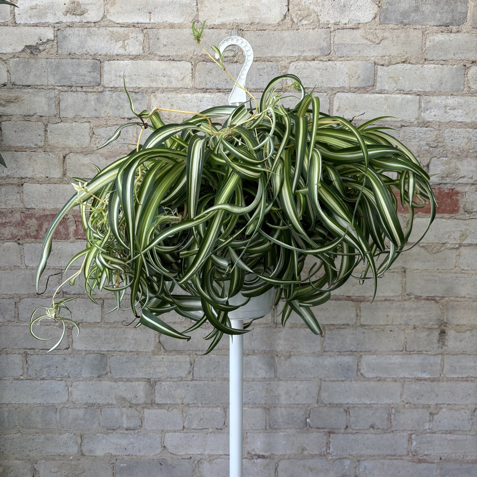Curly Spider Plant 'Bonnie' 8" HB