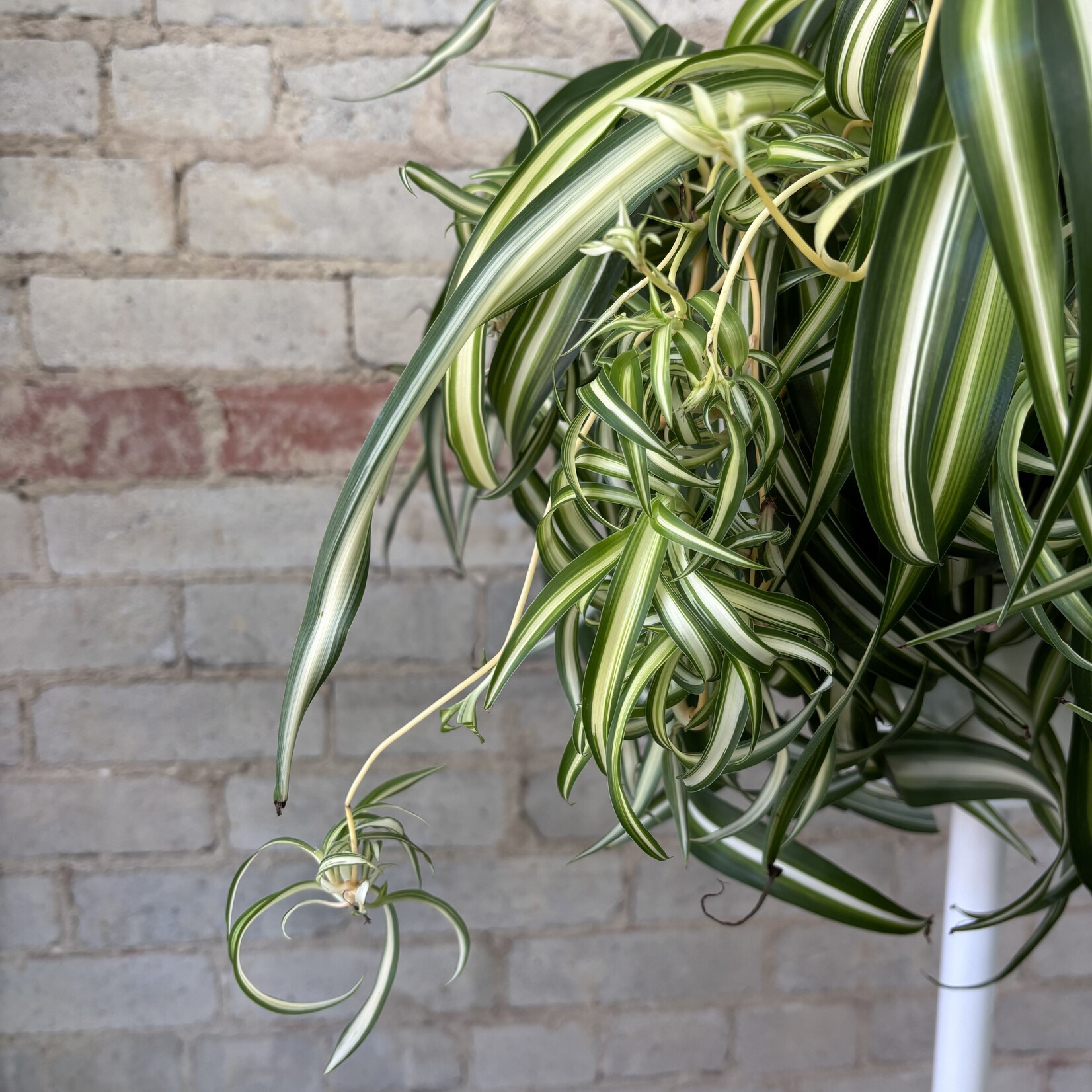 Curly Spider Plant 'Bonnie' 8" HB