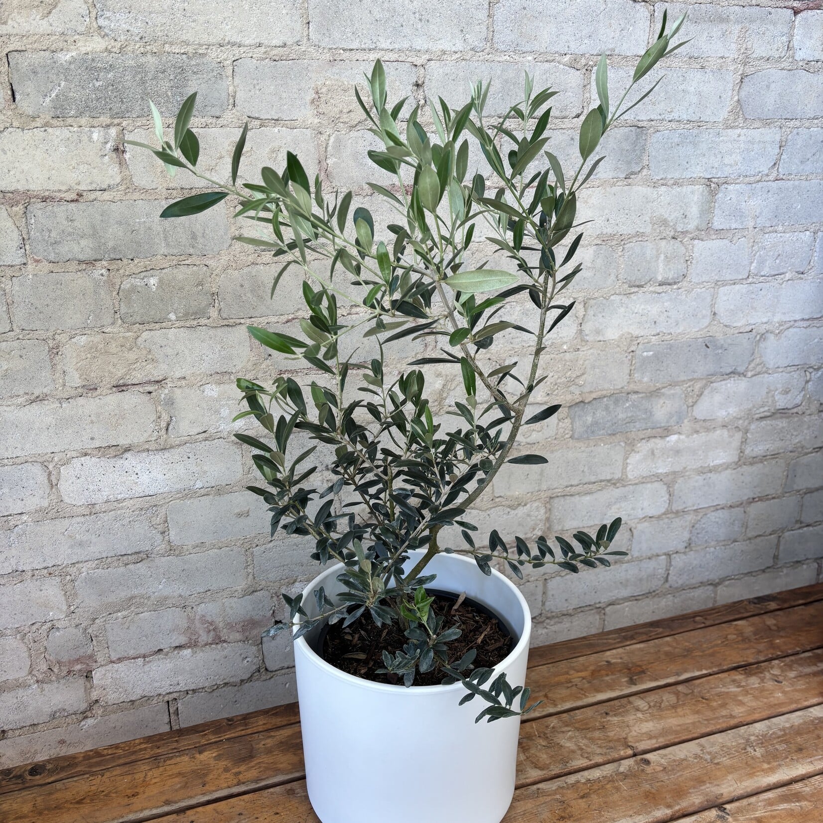 Olive Tree 8"
