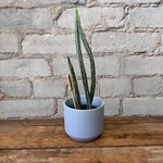 Senecio Stapeliiformis 'Pickle Plant' $7