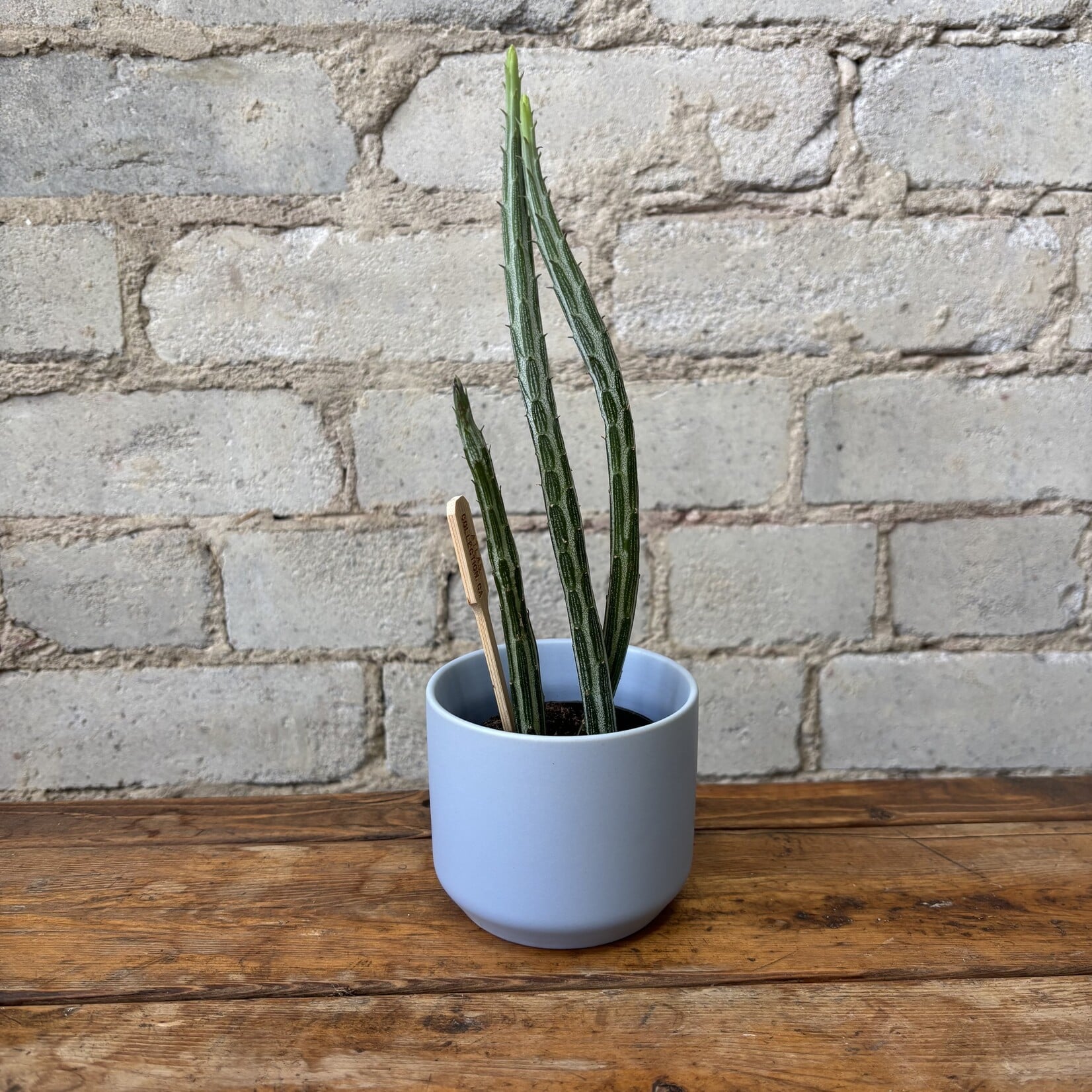 Senecio Stapeliiformis 'Pickle Plant' $7