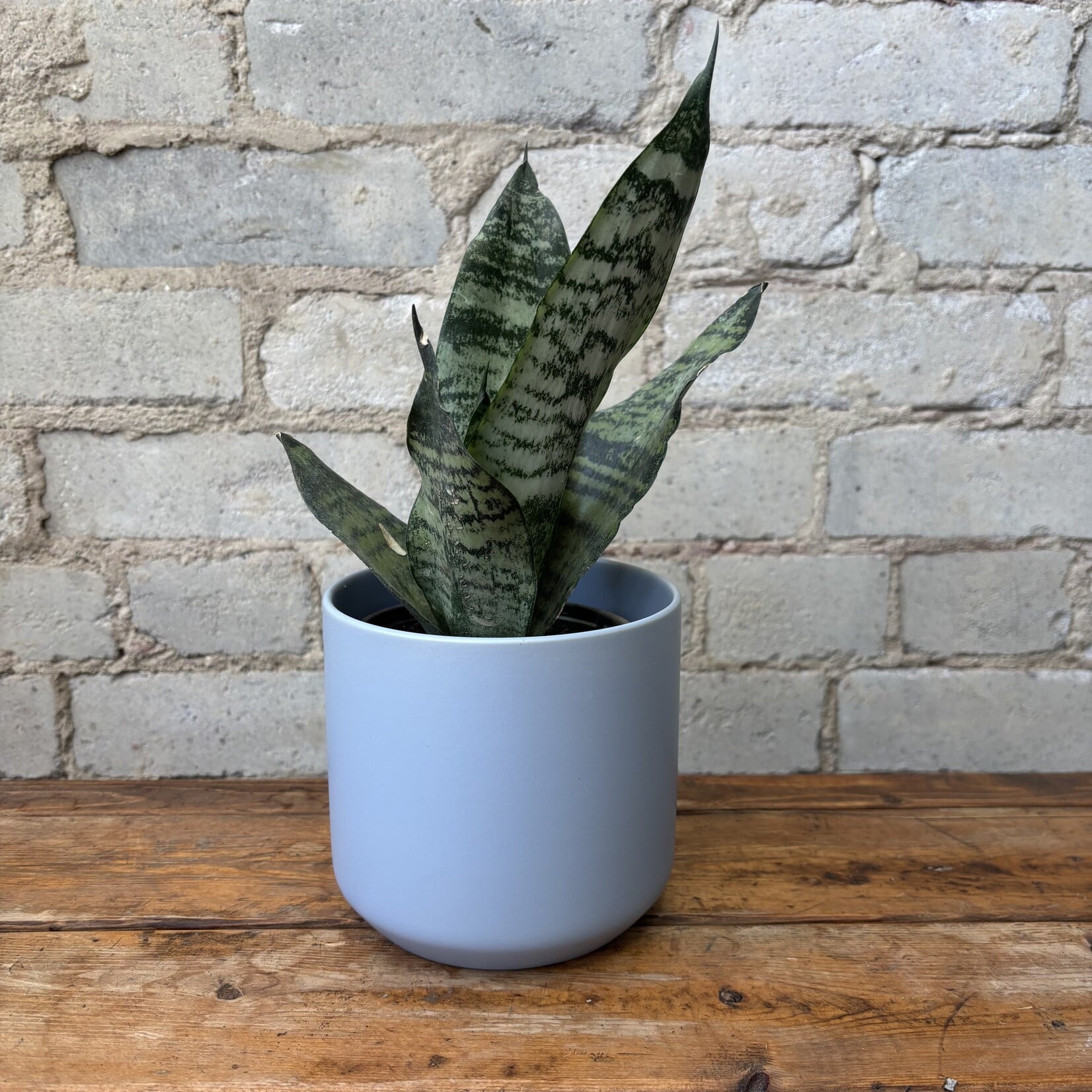 Sansevieria Superba Robusta 4"