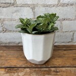 Fittonia White Lime 3"