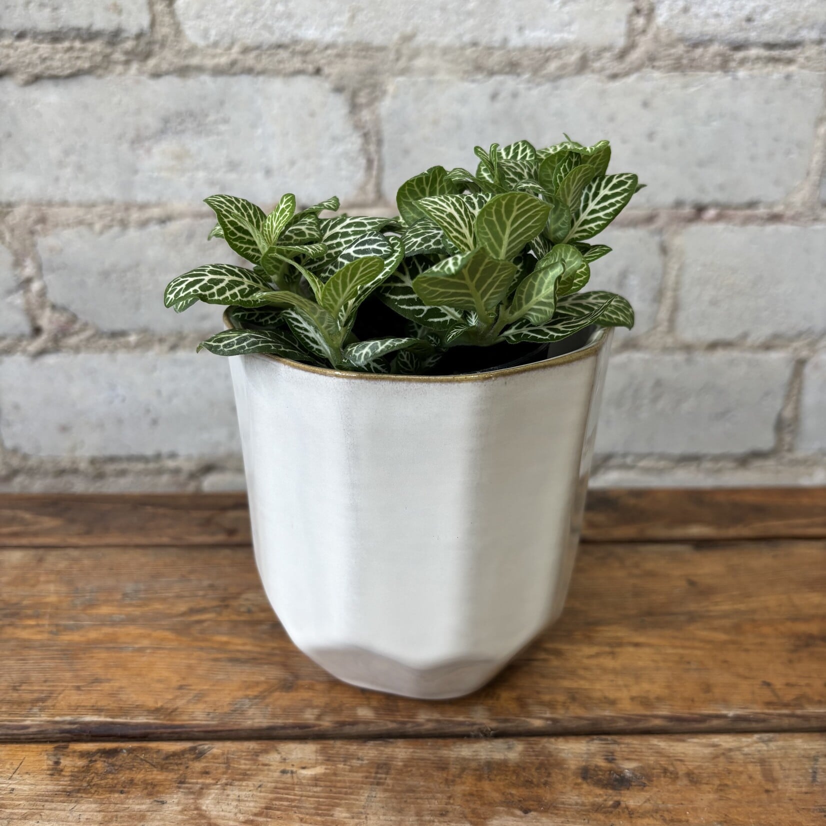 Fittonia White Lime 3"