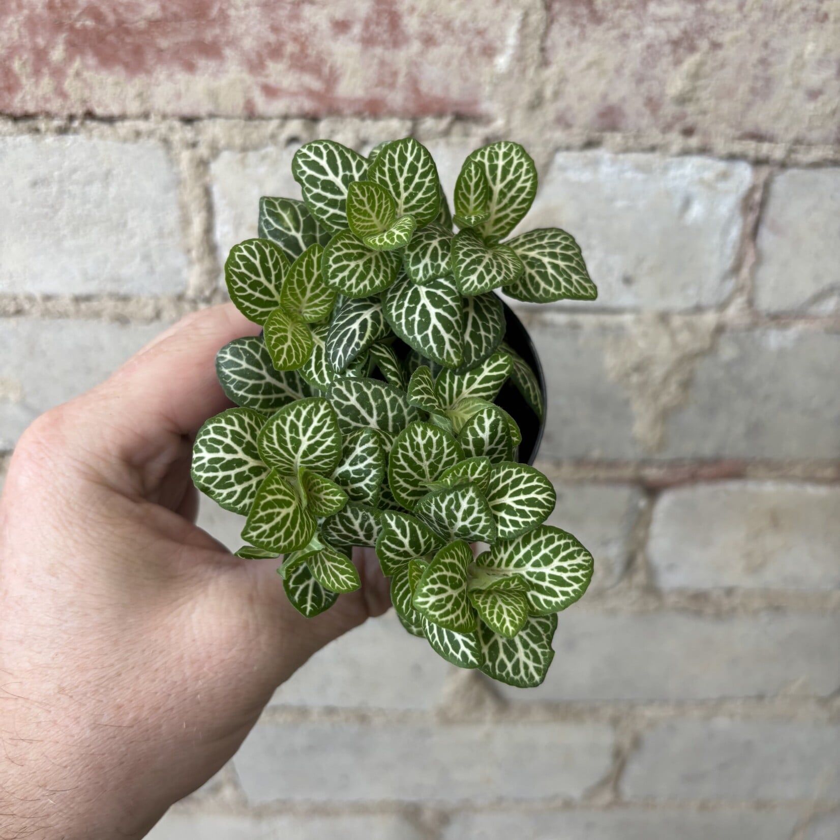 Fittonia White Lime 3"