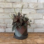 Peperomia Lima 5"