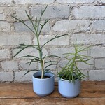 Senecio (Assorted) 2.5"