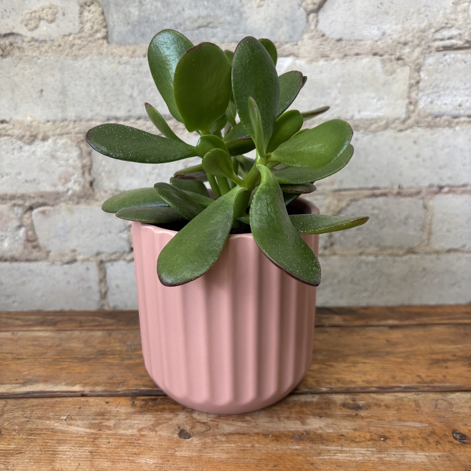 Jade Plant 4"