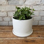 Peperomia Hope 6"