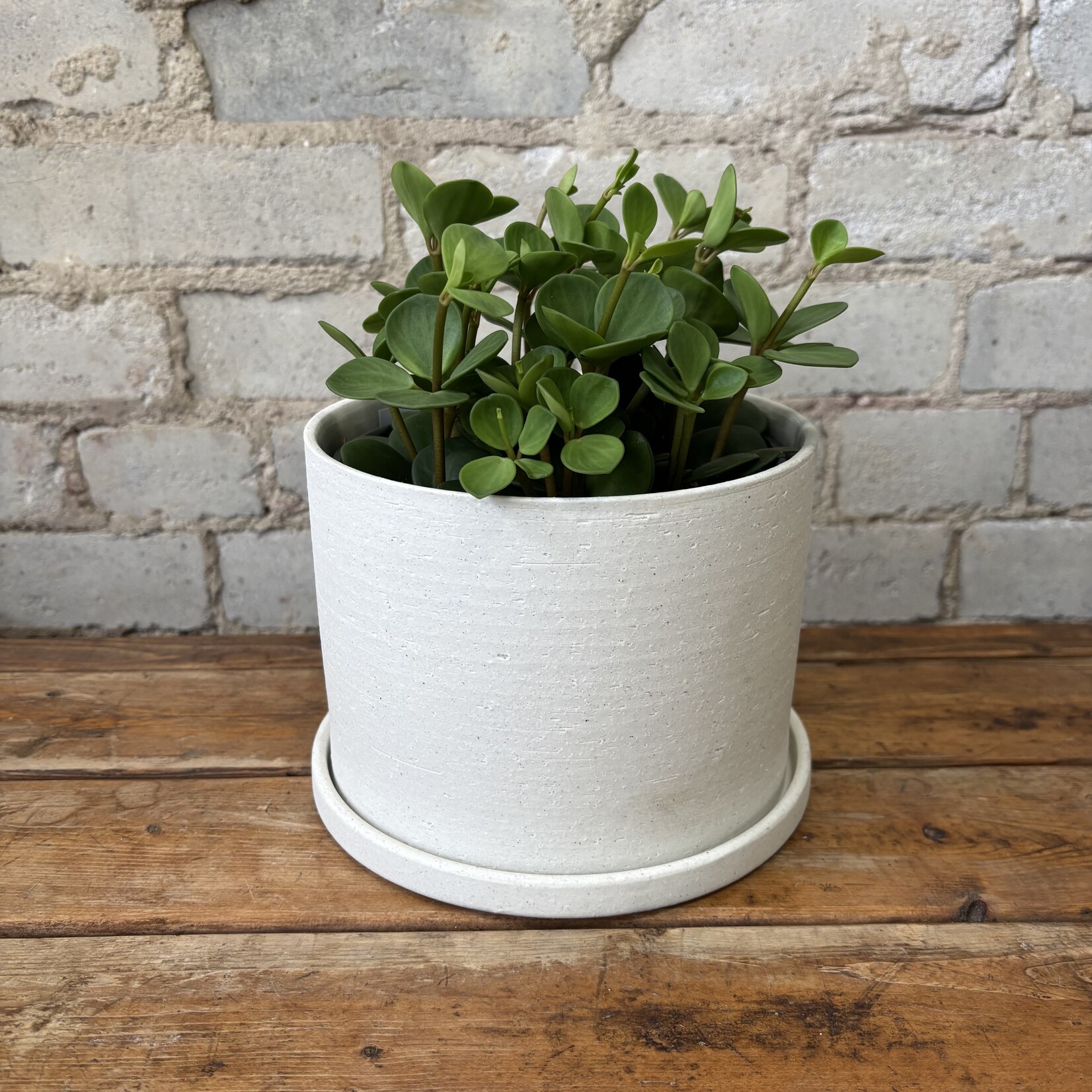 Peperomia Hope 6"