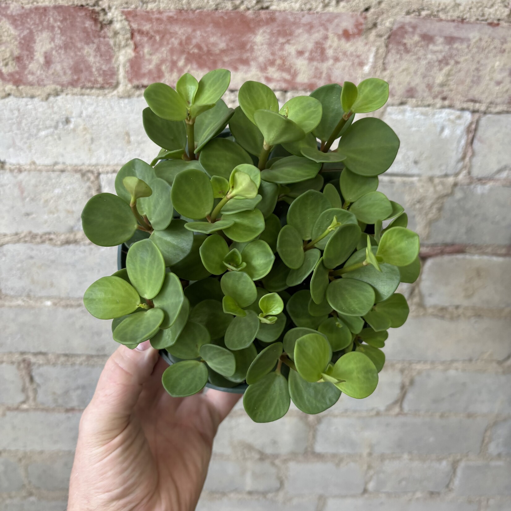 Peperomia Hope 6"
