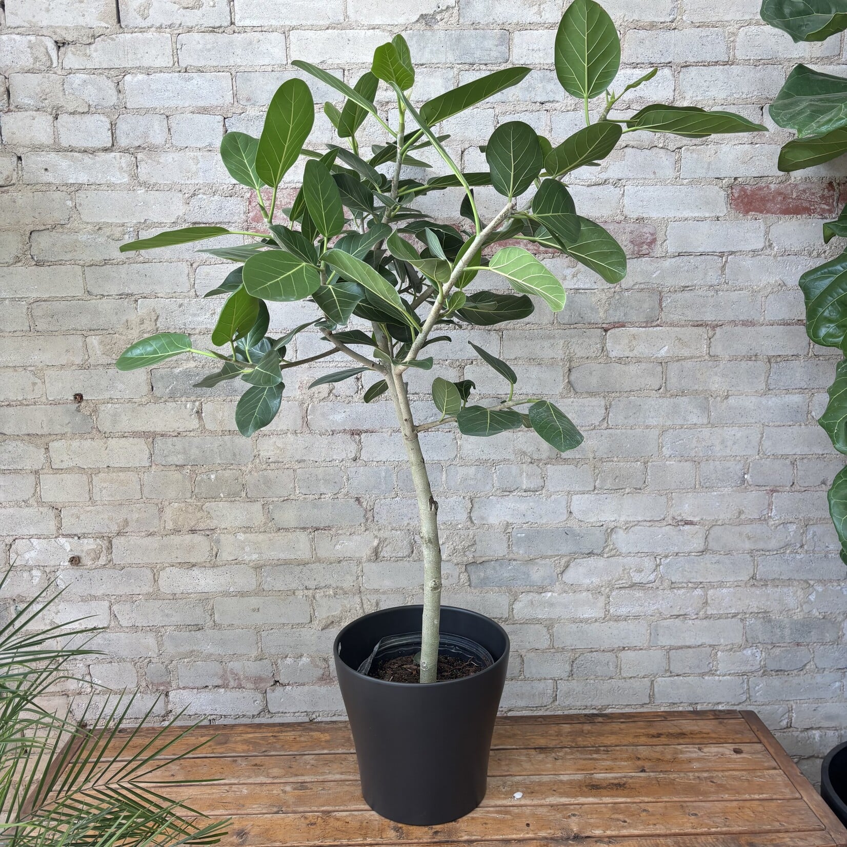 Ficus Audrey Standard 10"