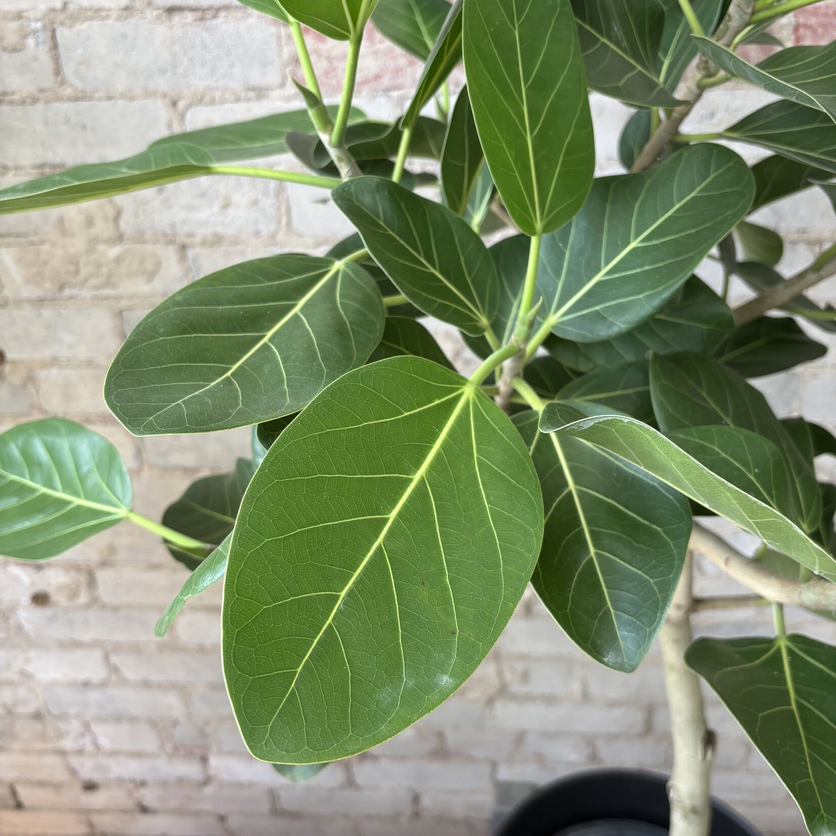 Ficus Audrey Standard 10"