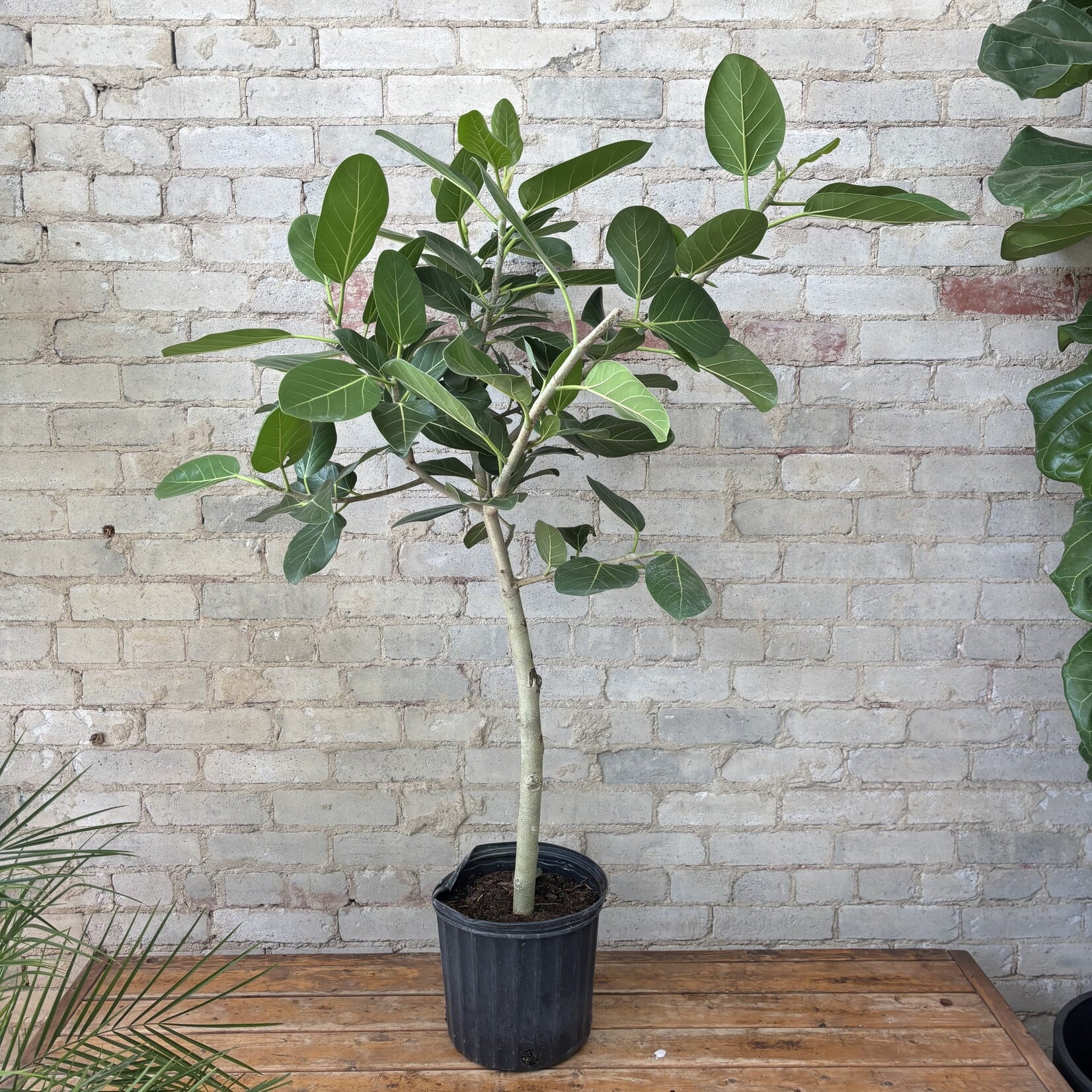 Ficus Audrey Standard 10"