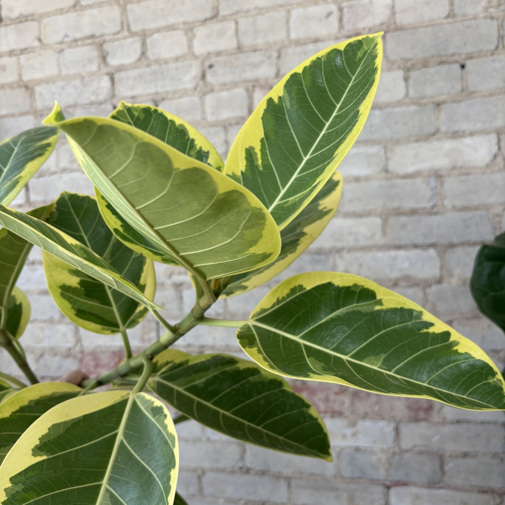 Ficus Altissima Standard 12"