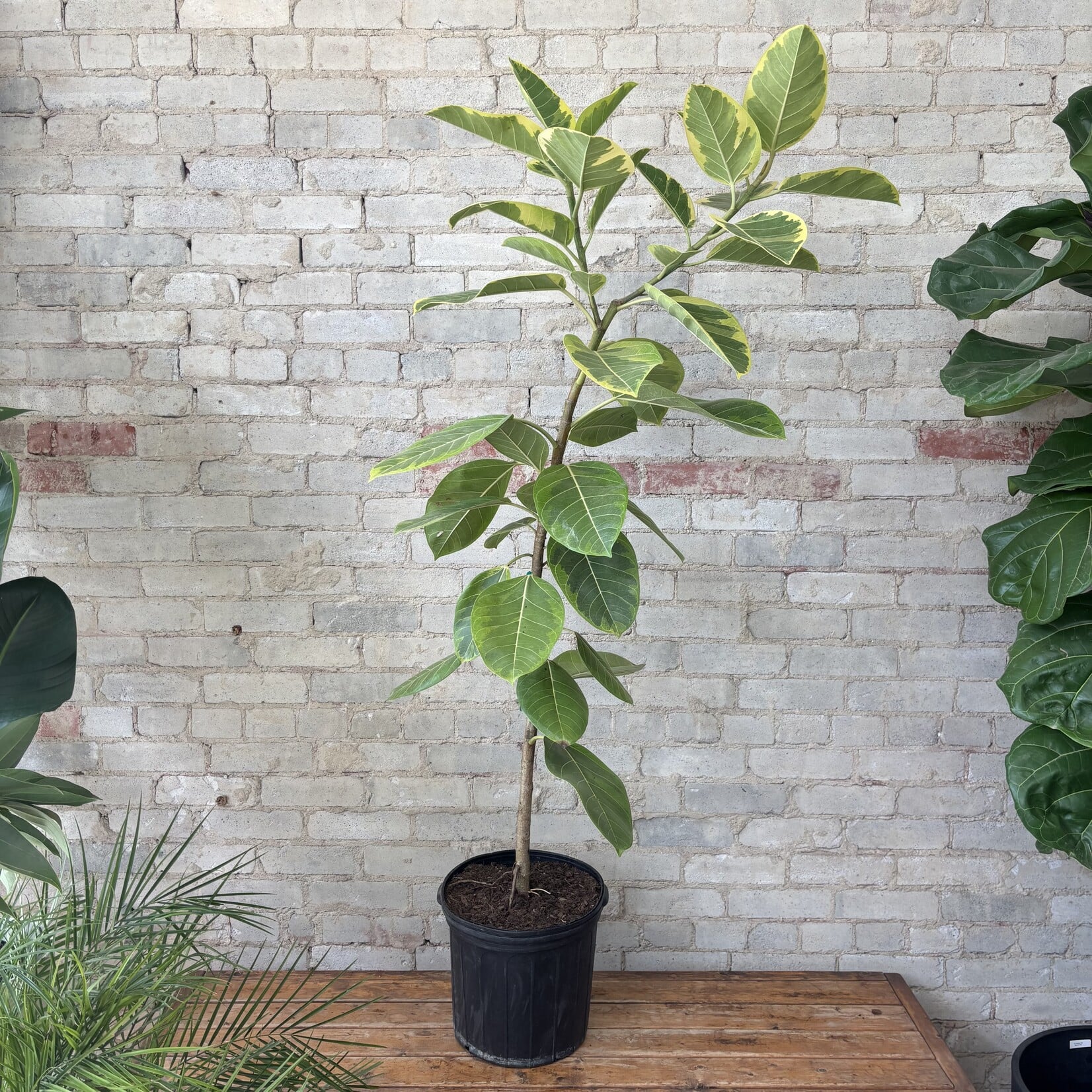 Ficus Altissima Standard 12"
