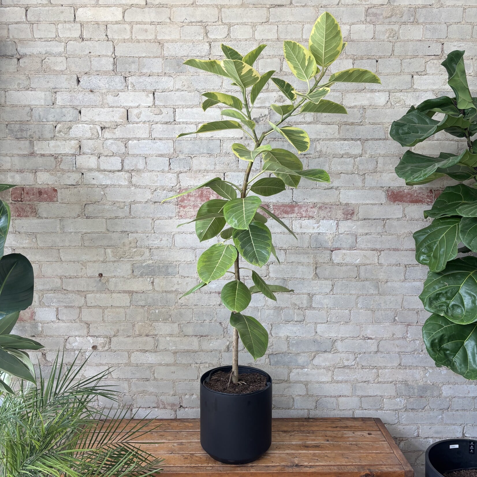 Ficus Altissima Standard 12"