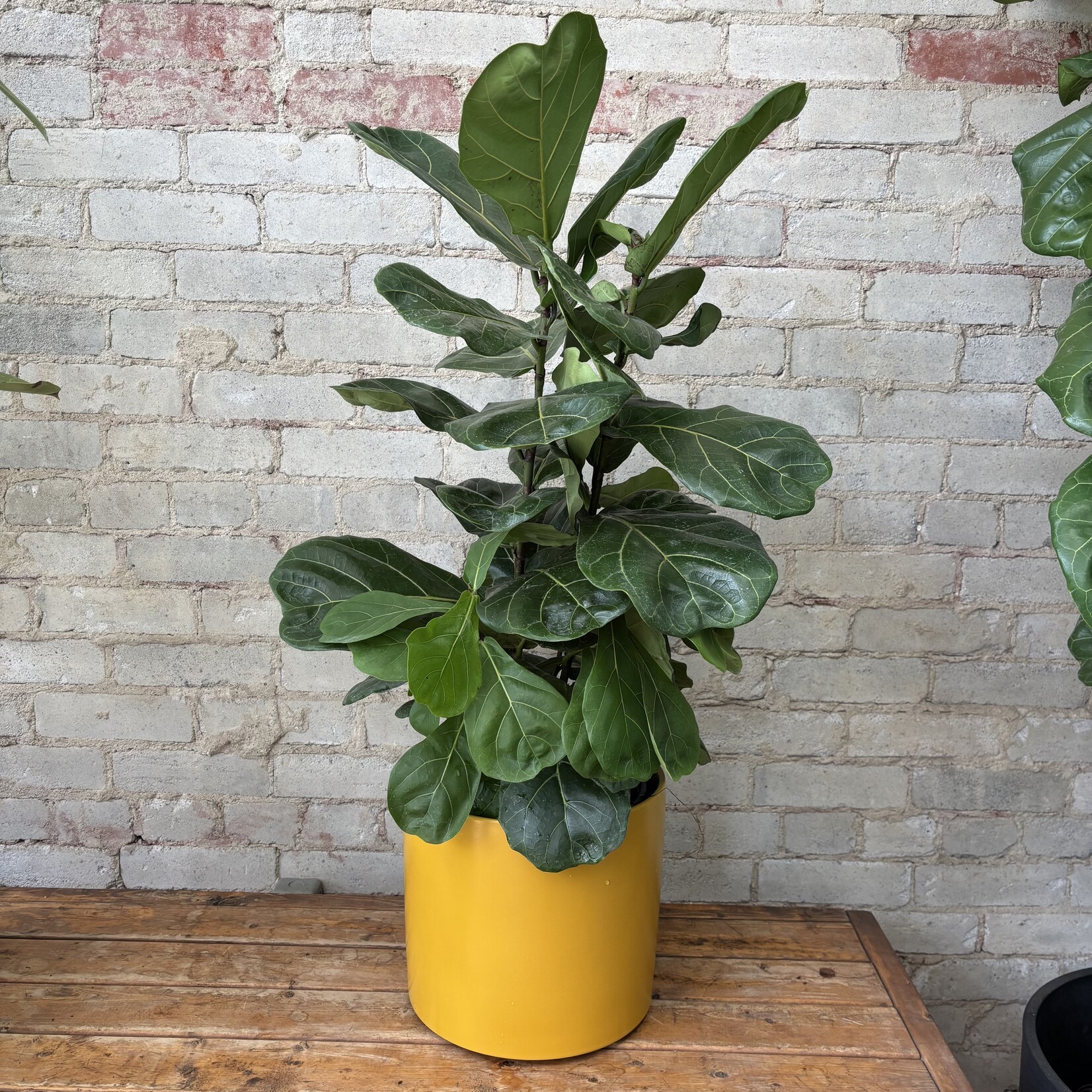 Ficus Lyrata Bush 10"