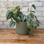 Philodendron Brandtianum 6”