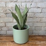 Sansevieria Moonshine 6"