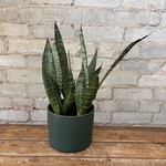 Sansevieria Zeylanica 6"