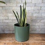 Sansevieria Black and Gold 8"