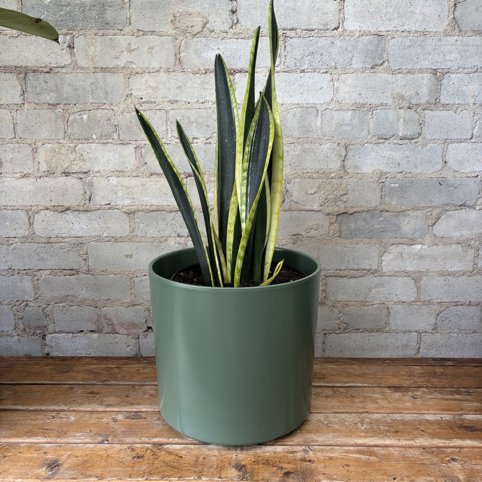 Sansevieria Black and Gold 8"