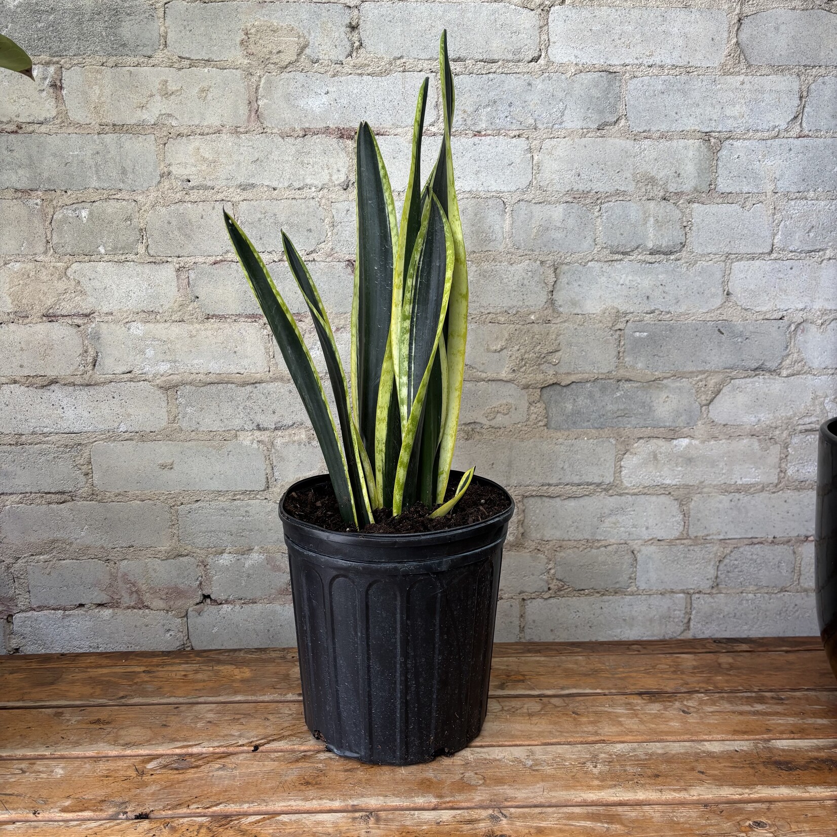 Sansevieria Black and Gold 8"