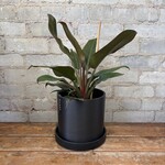 Philodendron Autumn 6"