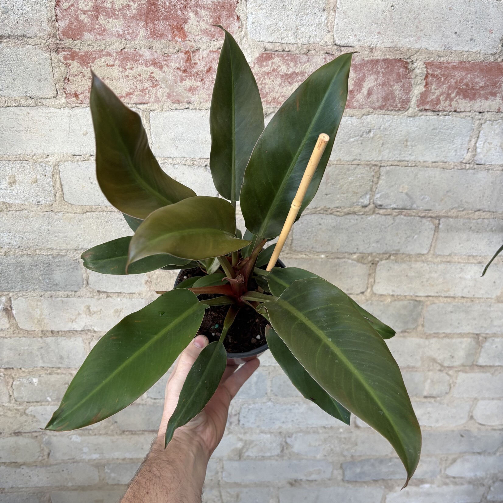 Philodendron Autumn 6"
