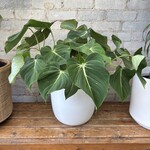Philodendron Gloriosum 10"