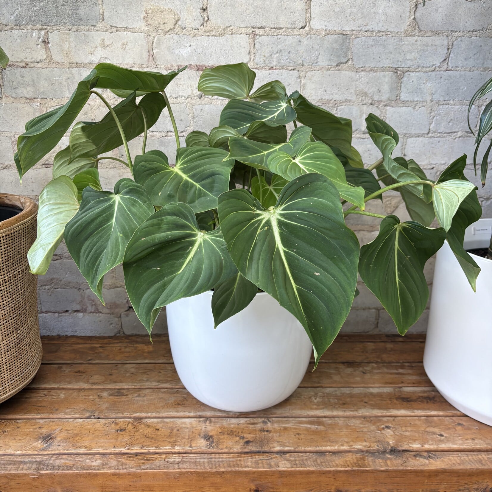 Philodendron Gloriosum 10"