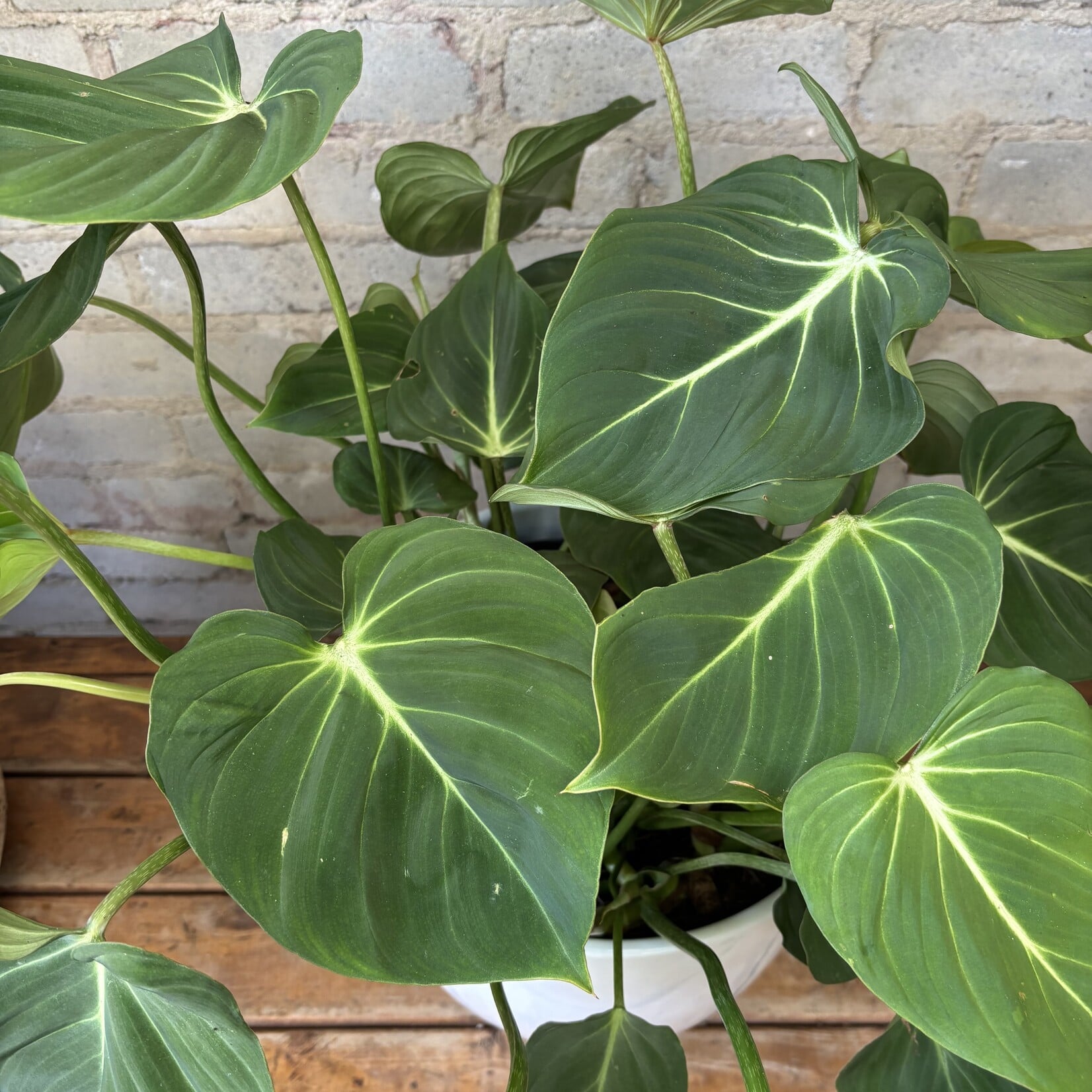 Philodendron Gloriosum 10"