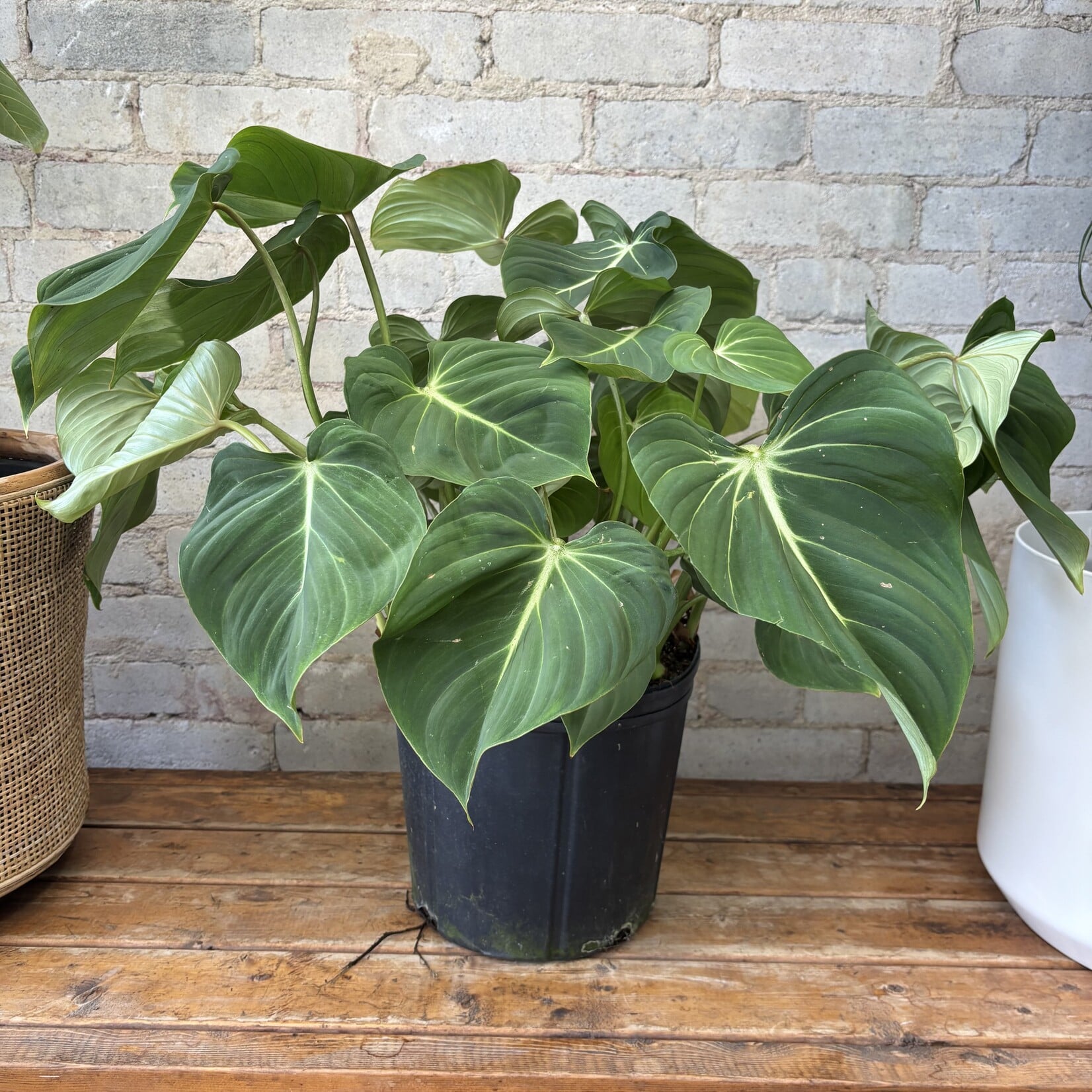 Philodendron Gloriosum 10"