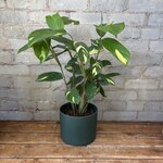 Ctenanthe Lubbersiana 6"