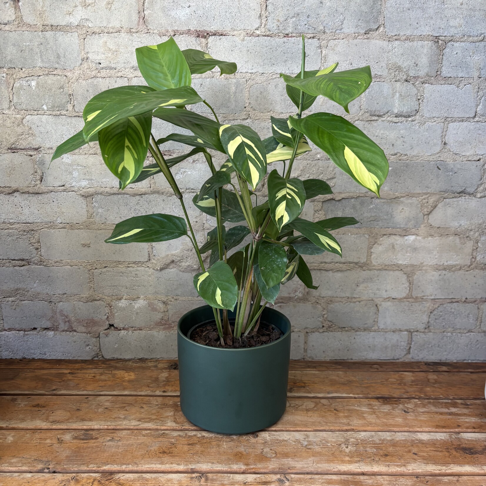 Ctenanthe Lubbersiana 6"