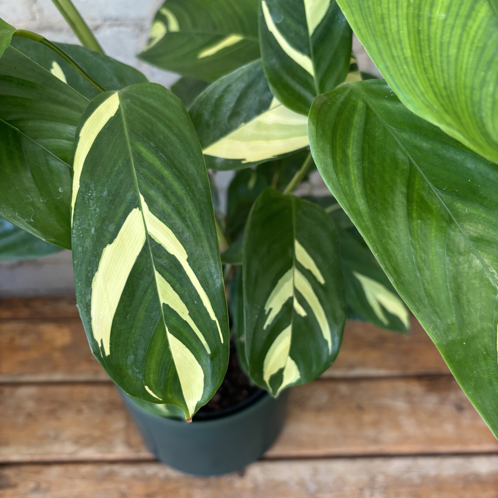 Ctenanthe Lubbersiana 6"