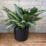 Aglaonema Jubilee 8"