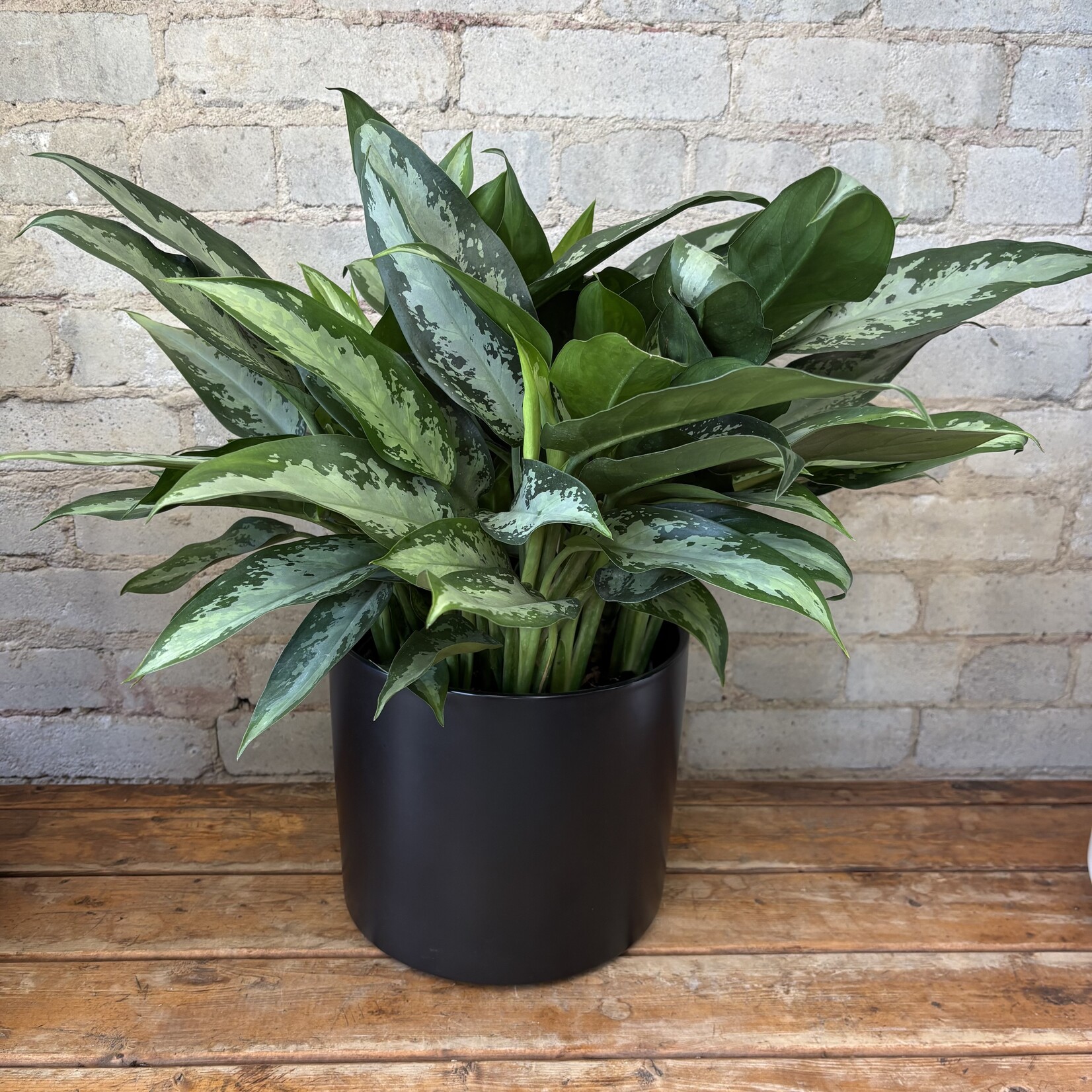 Aglaonema Jubilee 8"