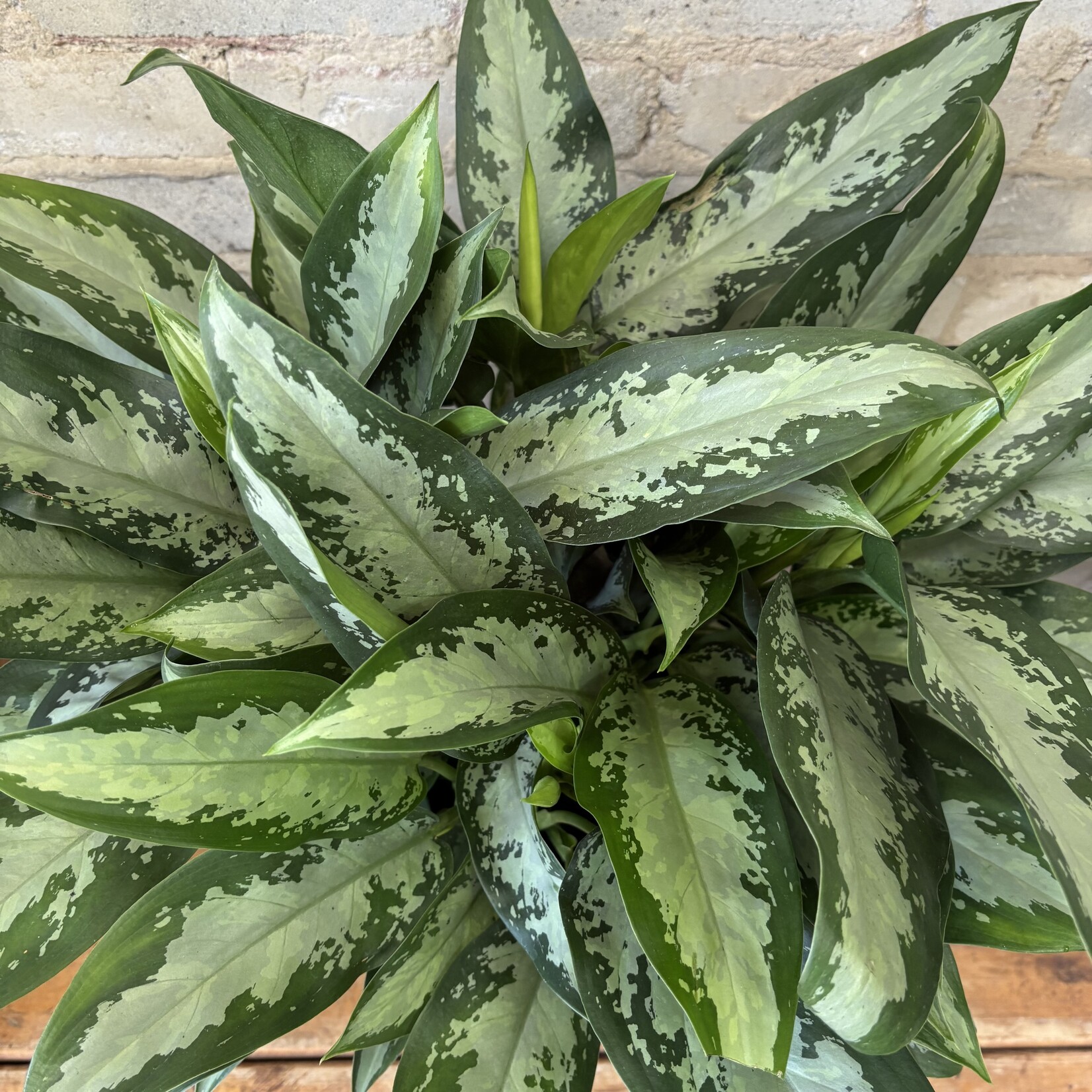 Aglaonema Jubilee 8"