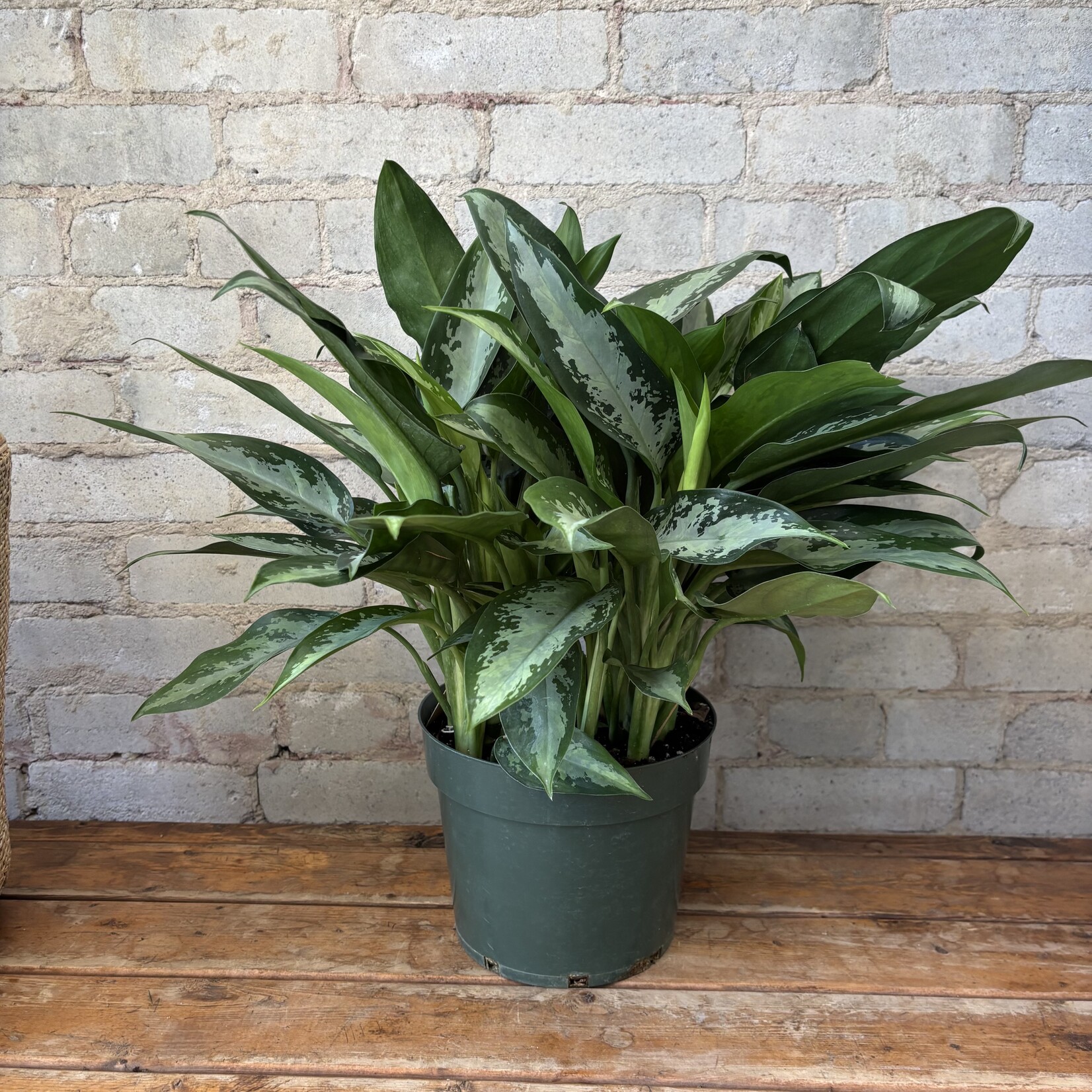 Aglaonema Jubilee 8"