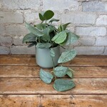 Scindapsus Pictus Platinum 4"