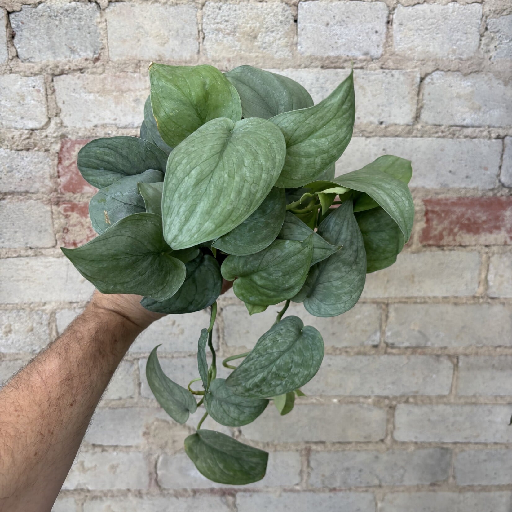 Scindapsus Pictus Platinum 4"
