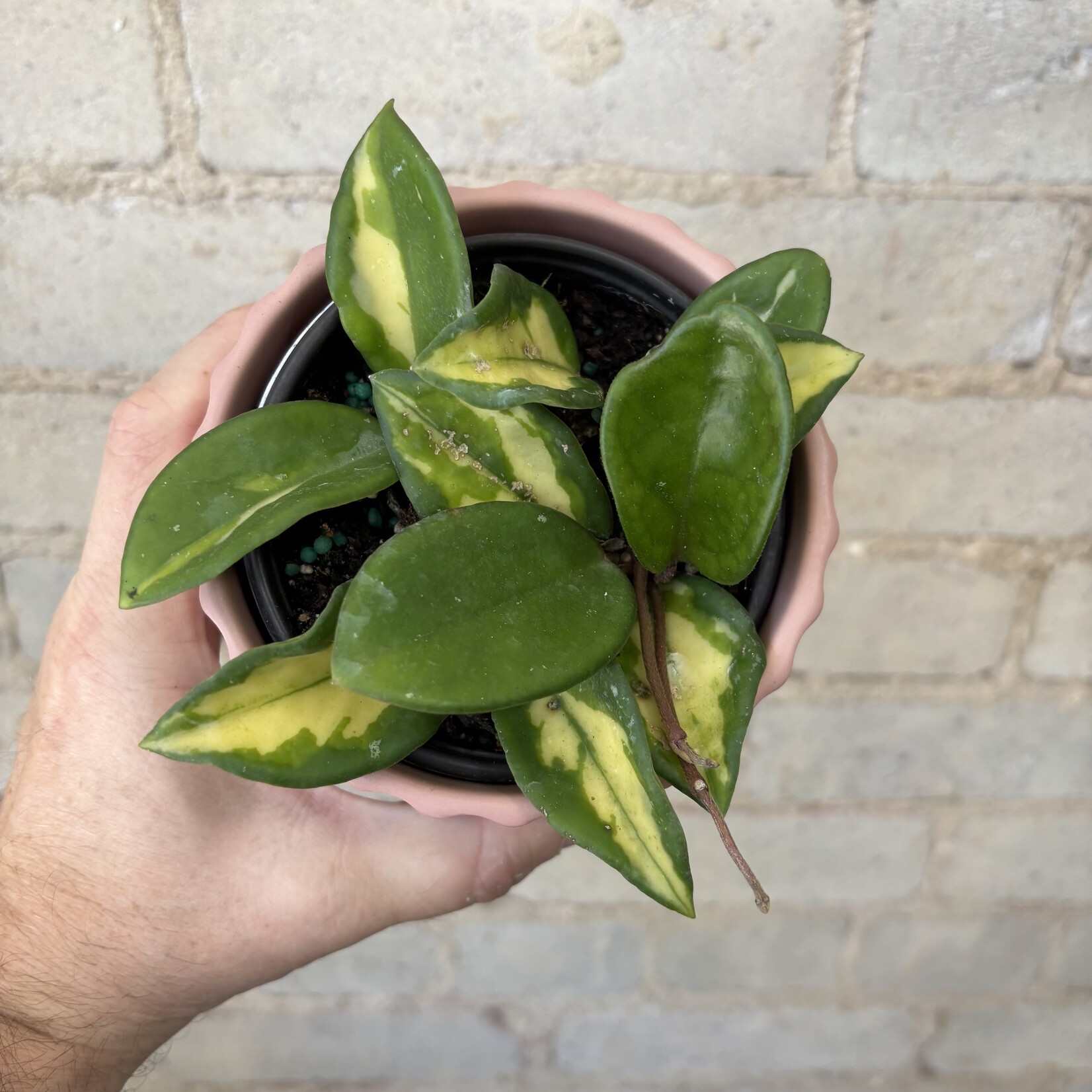 Hoya Carnosa Tricolour 4"