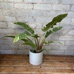 Philodendron Ring of Fire 4"