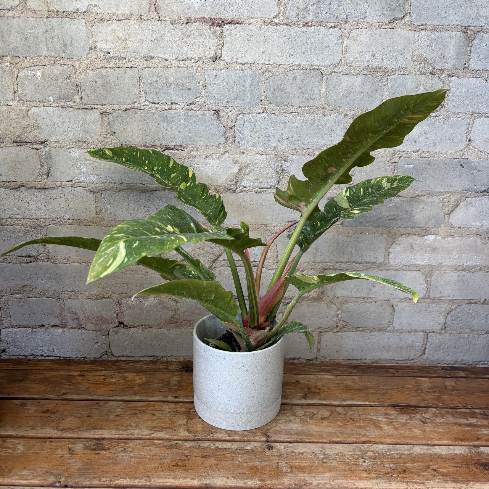 Philodendron Ring of Fire 4"