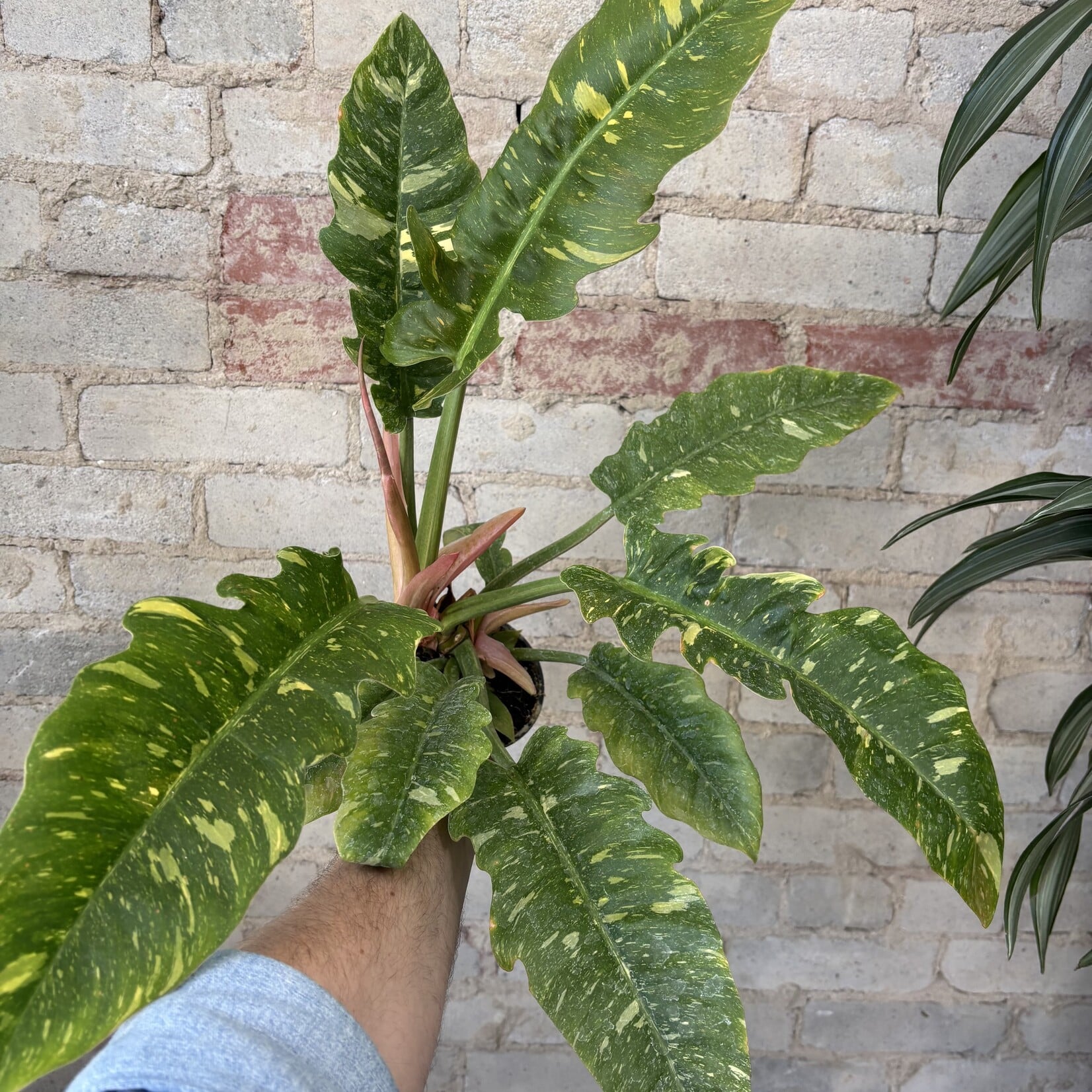 Philodendron Ring of Fire 4"