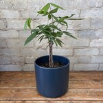 Pachira Aquatica - Money Tree 6"