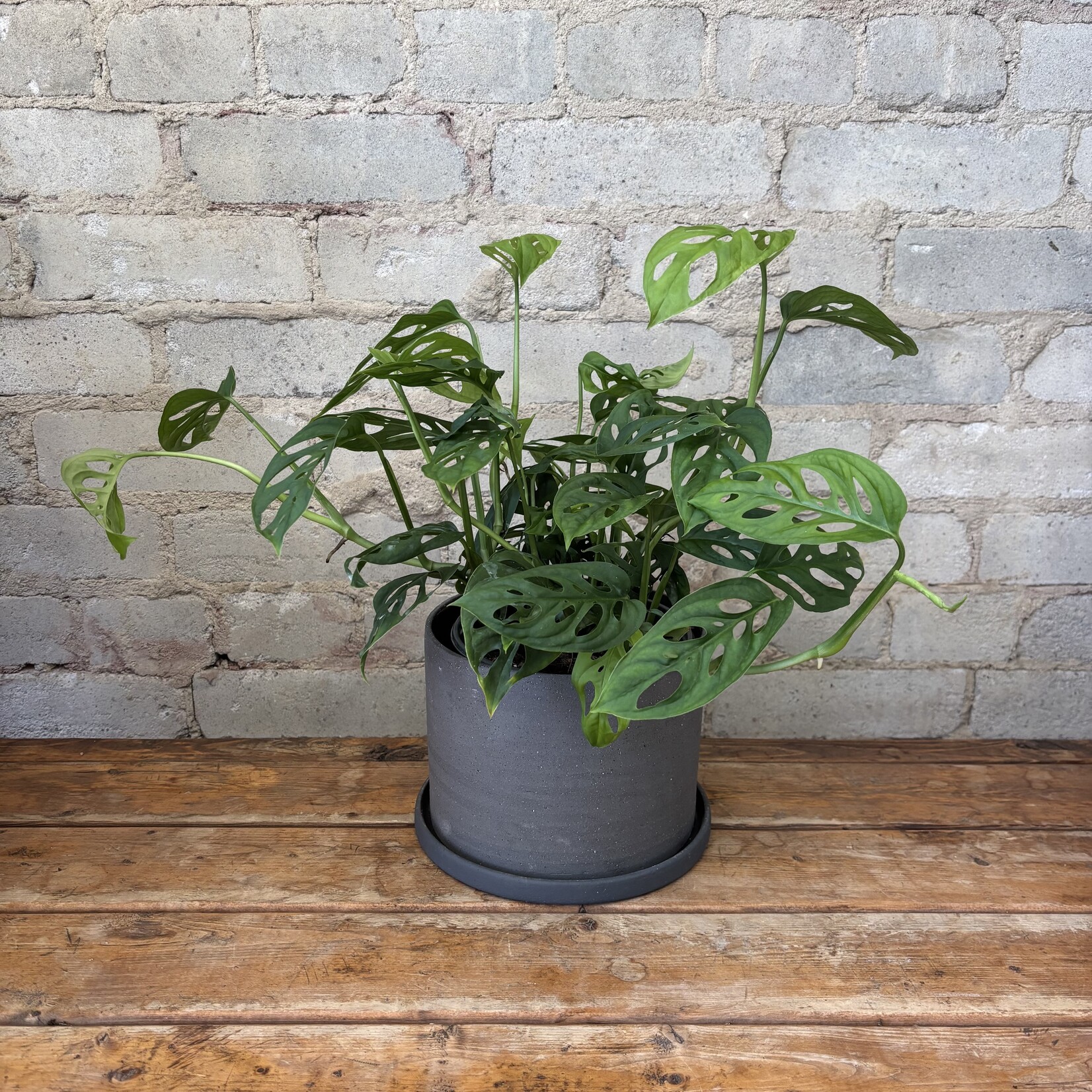 Monstera Adansonii 6"
