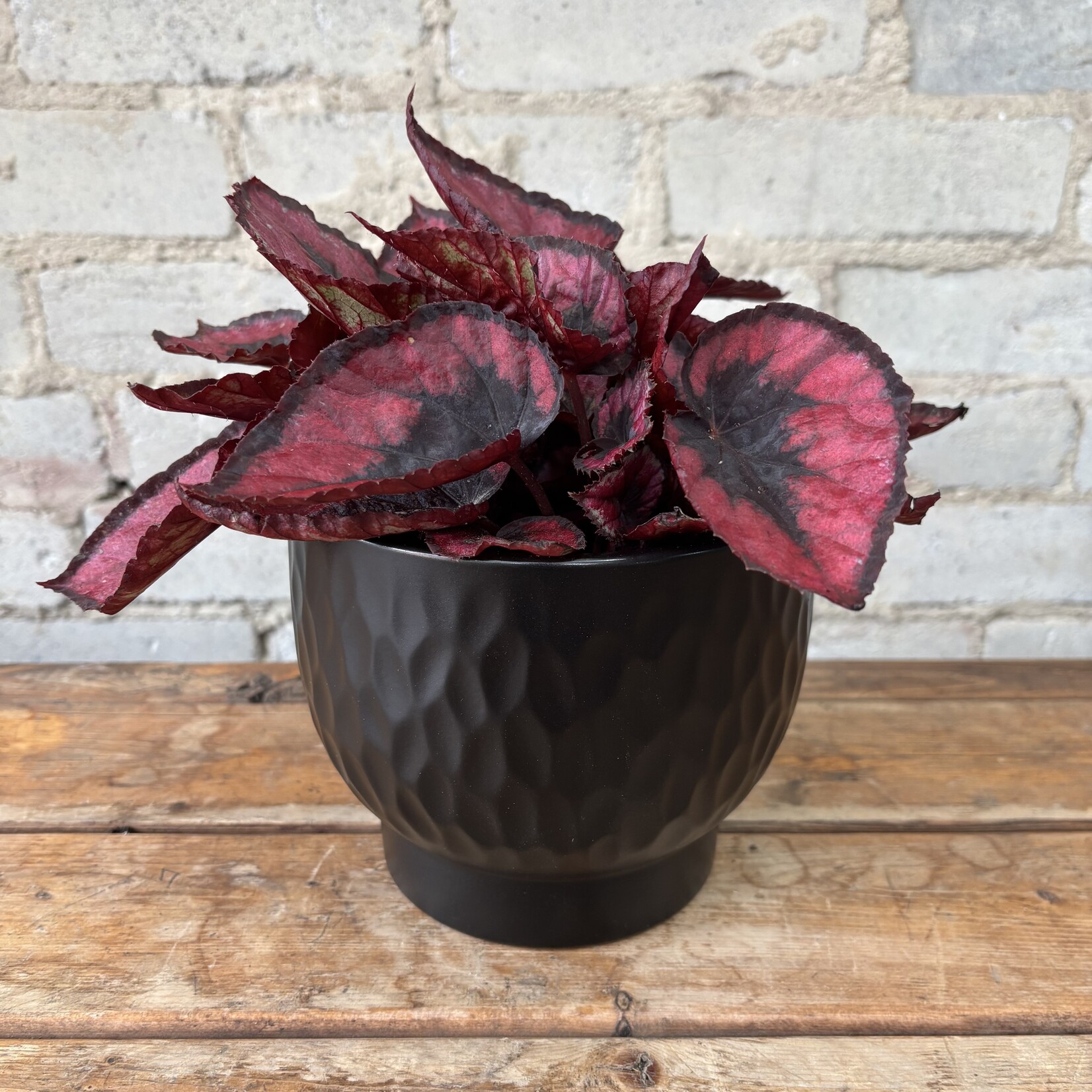 Ebony Pot (fits 5.5")